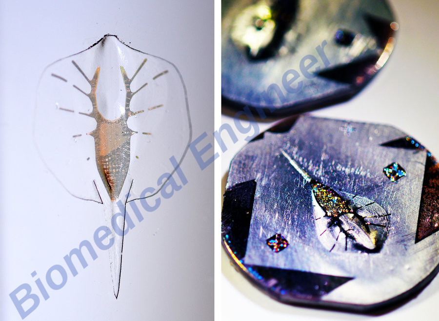 Synthetic Stingray May Lead To A Better Artificial Heart Using gold, silicone and heart cells from a rat, scientists have made a tiny artificial stingray. The engineering involved in propelling it could help make a heart that's more than a mechanical pump.
